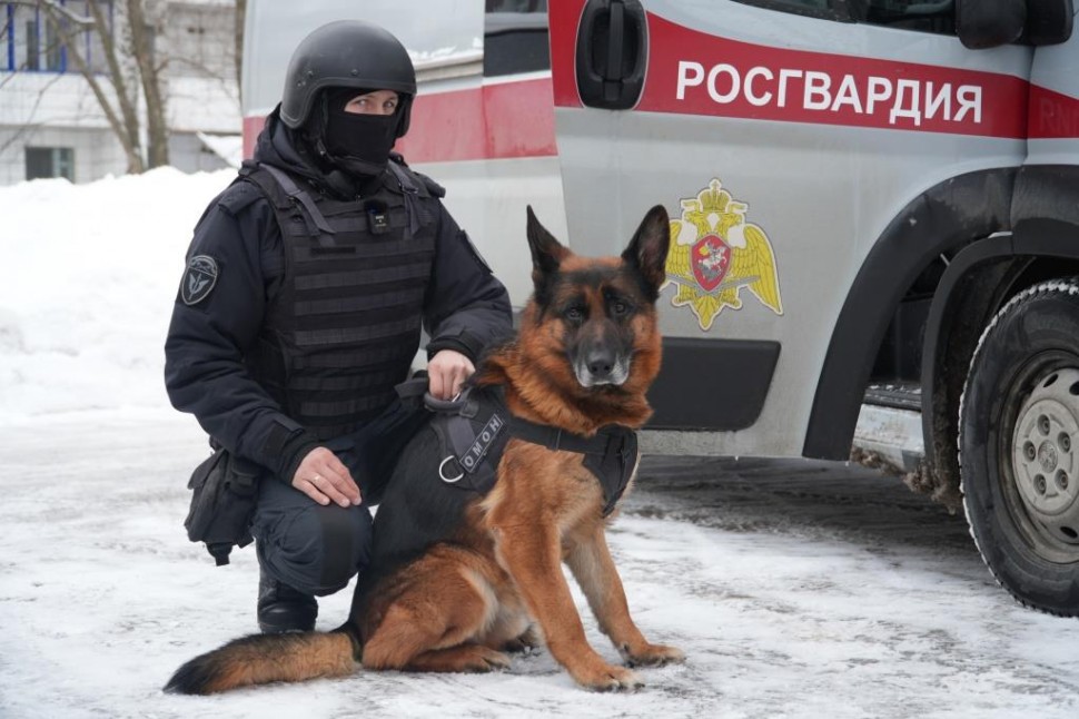 Служебная собака Росгвардии помогла обнаружить схрон с тротилом в Архангельской области
